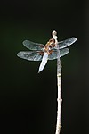 IMG_2319b.JPG