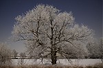 _DSC2521.JPG