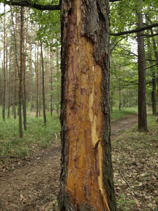 Klikněte pro zobrazení původního (velkého) obrázku