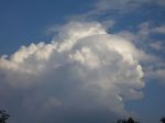 cb_pileus.jpg